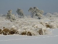 NL, Noord-Brabant, Alphen-Chaam, Strijbeekse Heide, Langven 10, Saxifraga-Jan van der Straaten